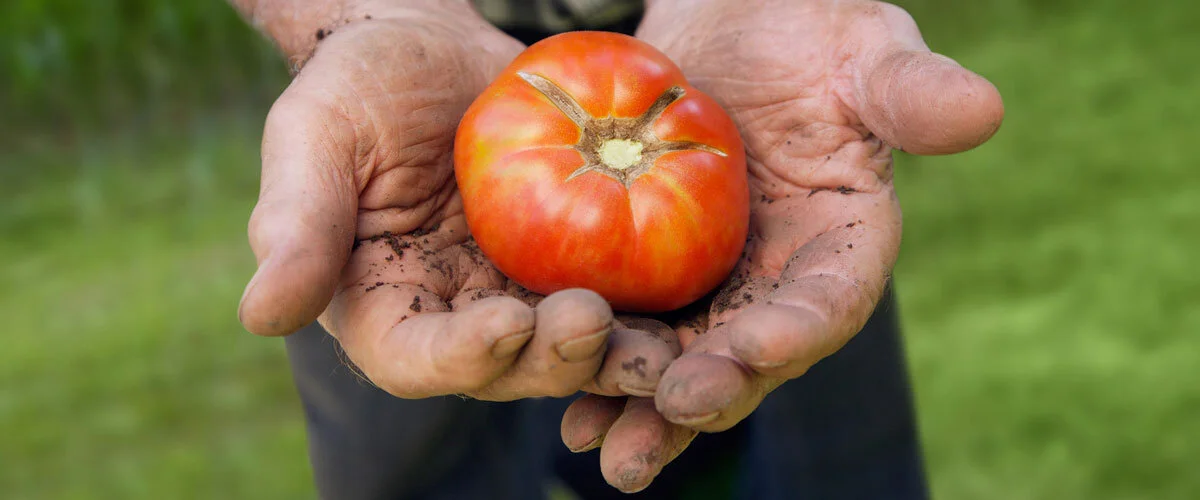 Red Tomato Hands.jpg