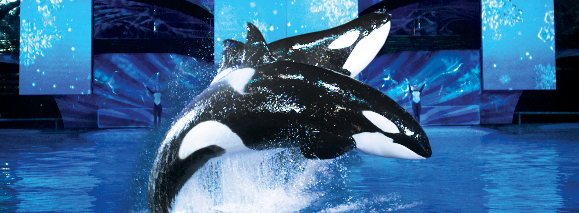 SeaWorld Shamu Show: "Believe"