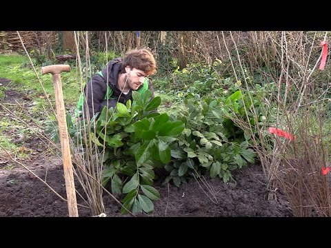 MeerBomenNU: bomen uitdelen in Grifsteede