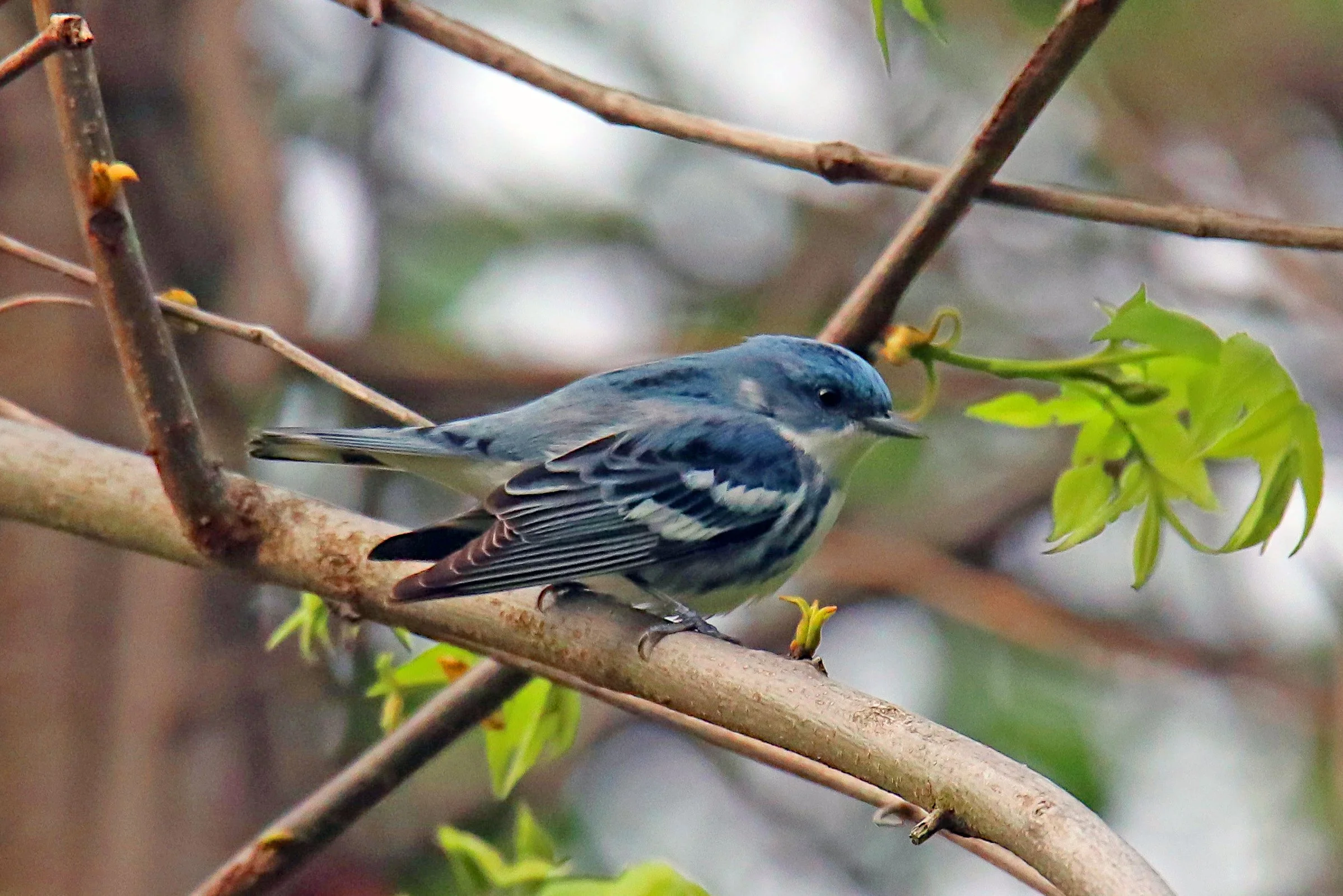 Cerulean Warbler Level Membership