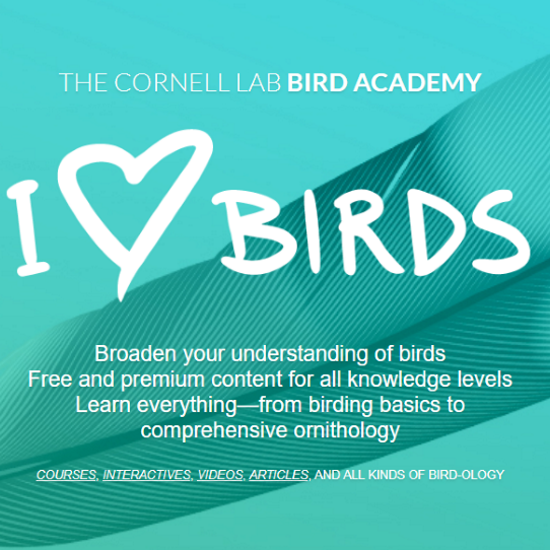 Cornell Bird Academy I Love Birds SQ.jpg