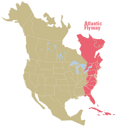 AudubonAtlanticFlyway.gif