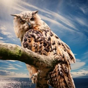 owl 300.jpg
