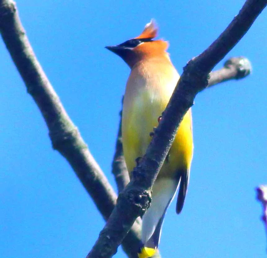 Cedar Waxwing.jpg