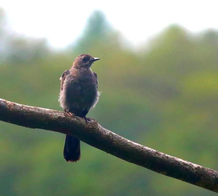 Cat Bird.jpg