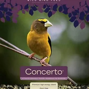 concerto 300.jpg