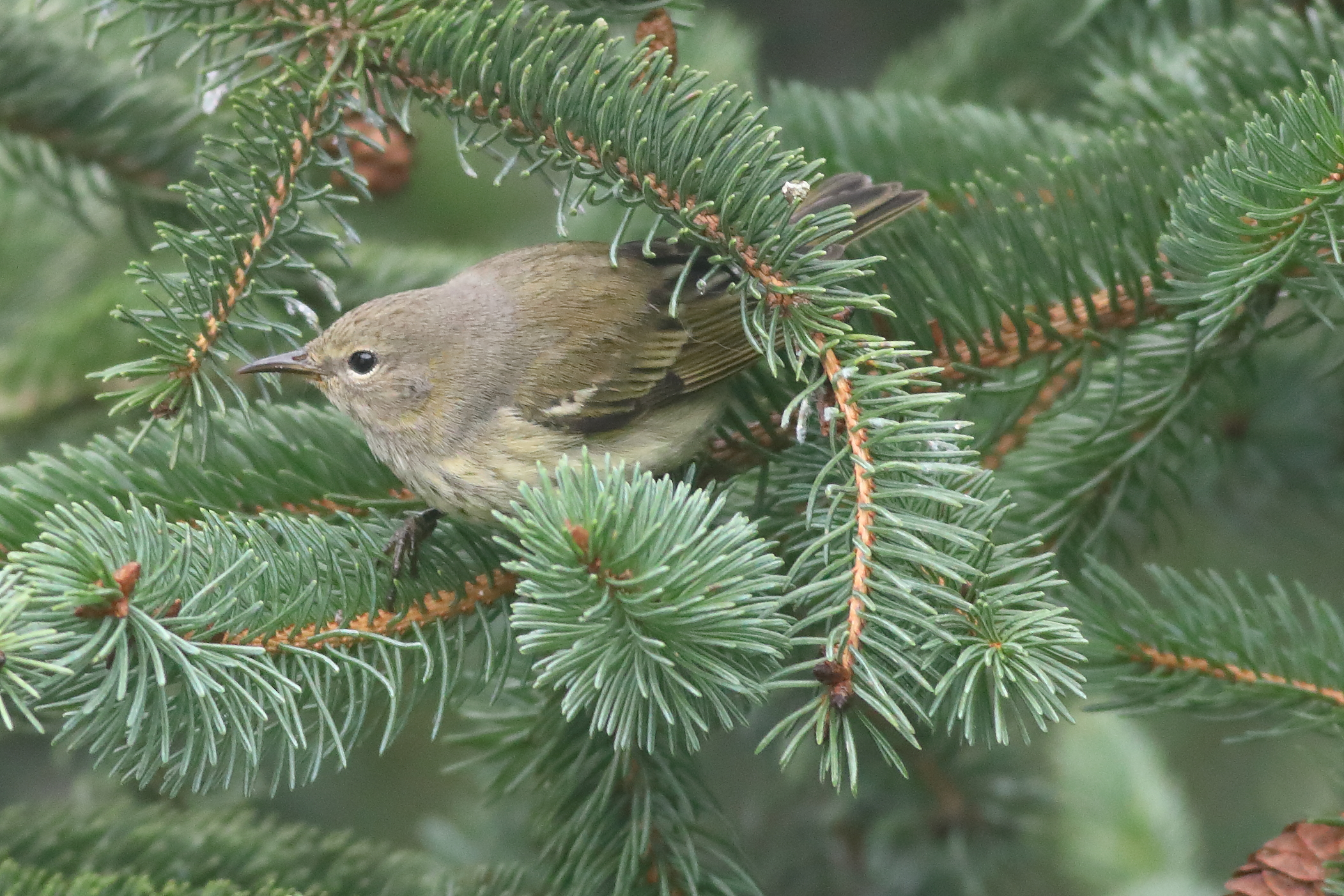 cape may warbler 3.JPG