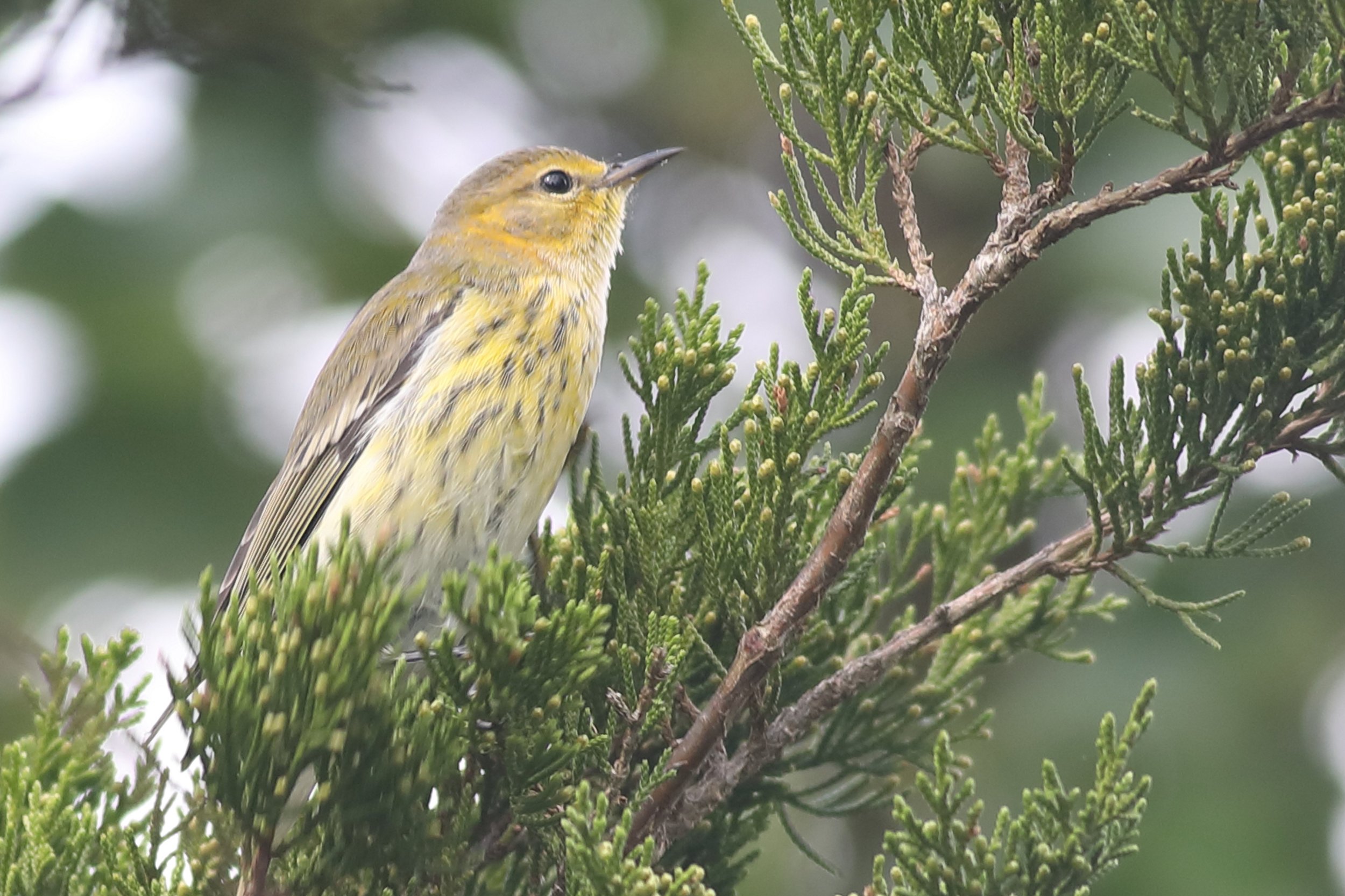 cape may warbler2.JPG