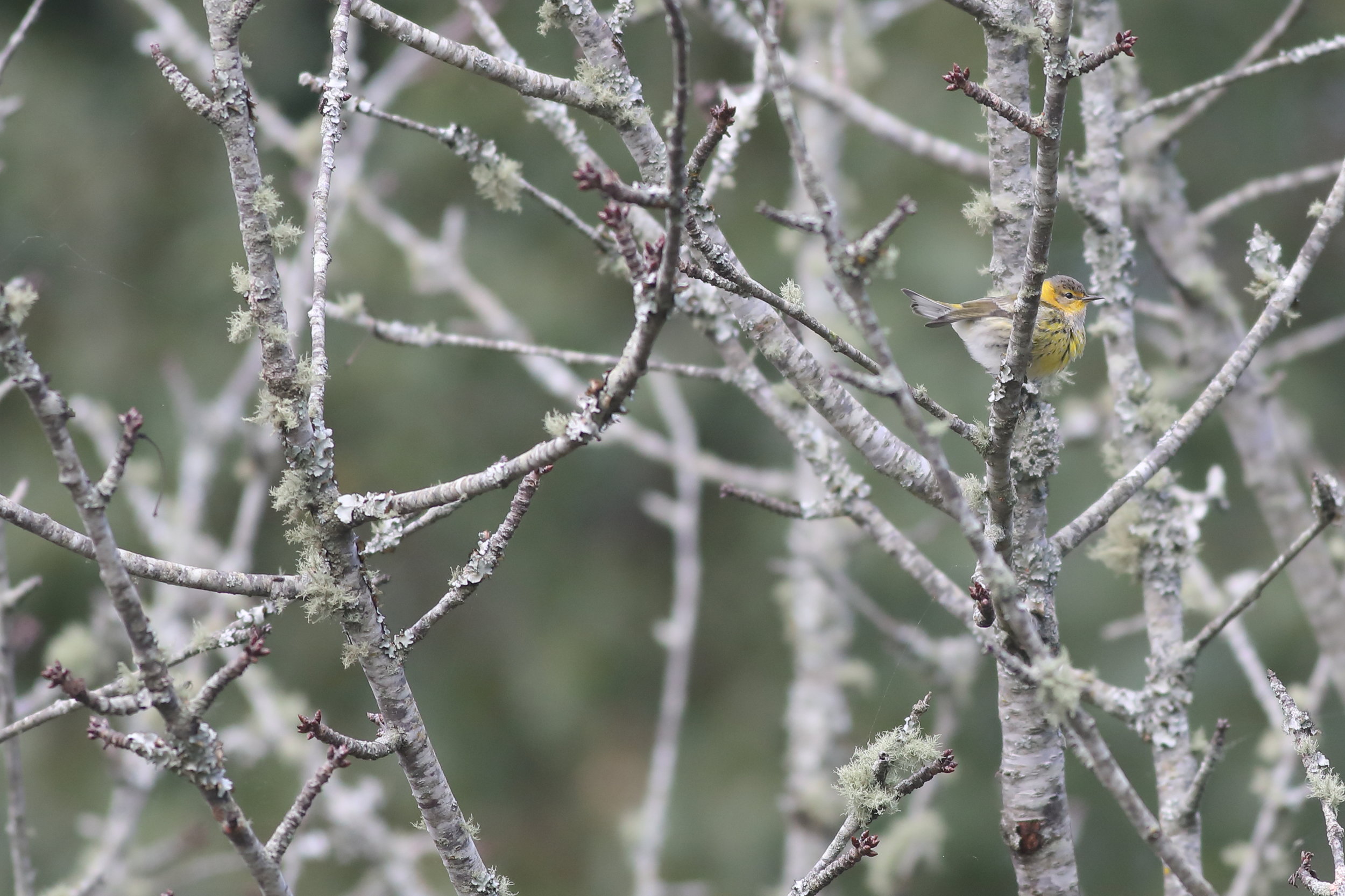 cape may warbler.JPG