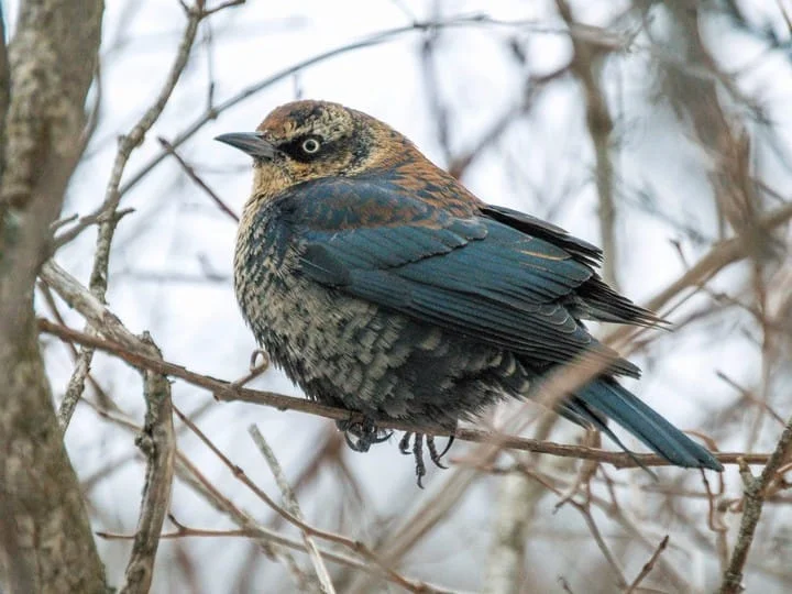 Rusty Blackbird.jpg