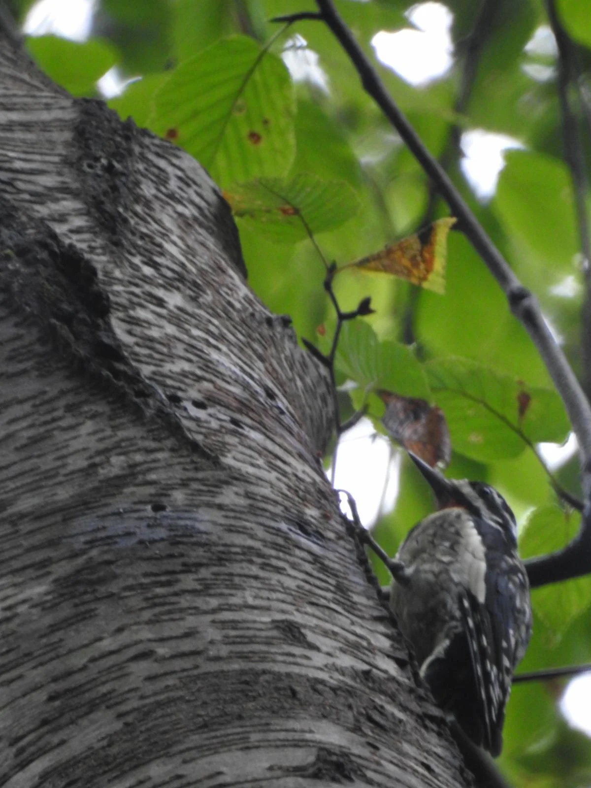 birch.jpg