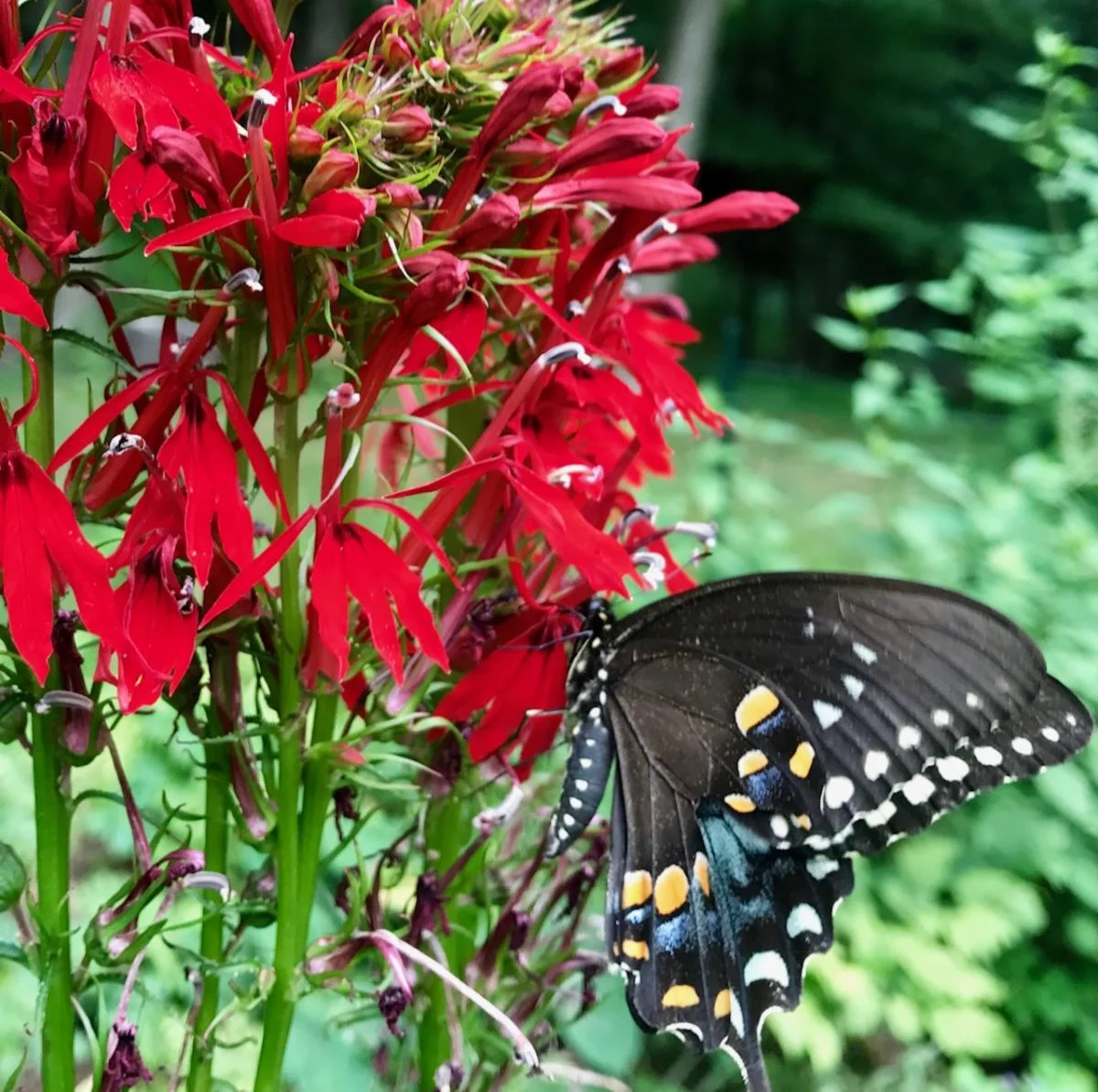 Butterfly.jpg