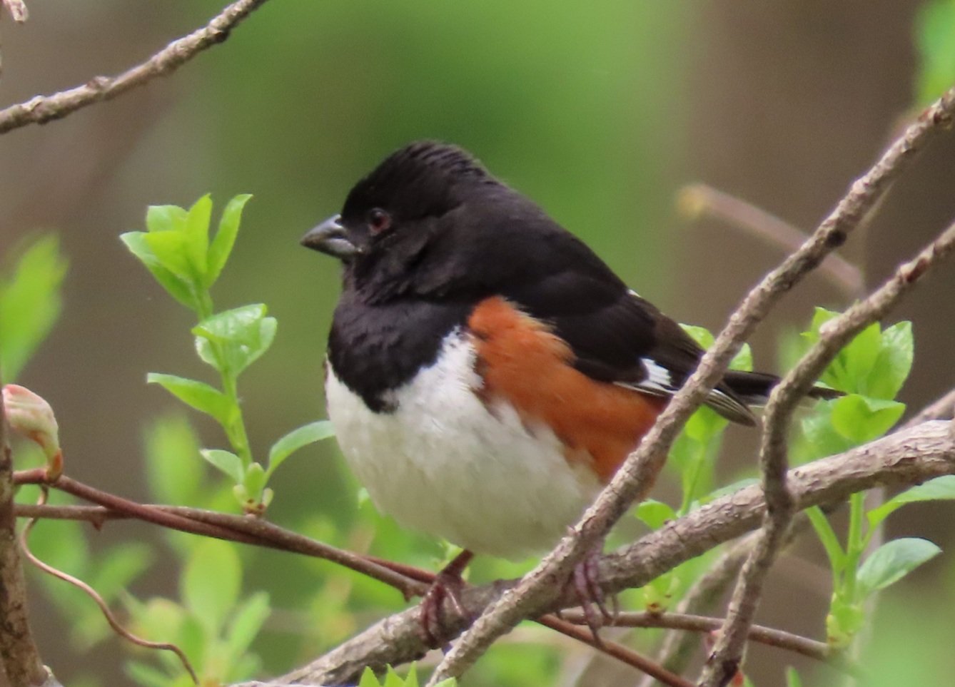 Looking at Nature: Spring Birding Walk at Innisfree Garden