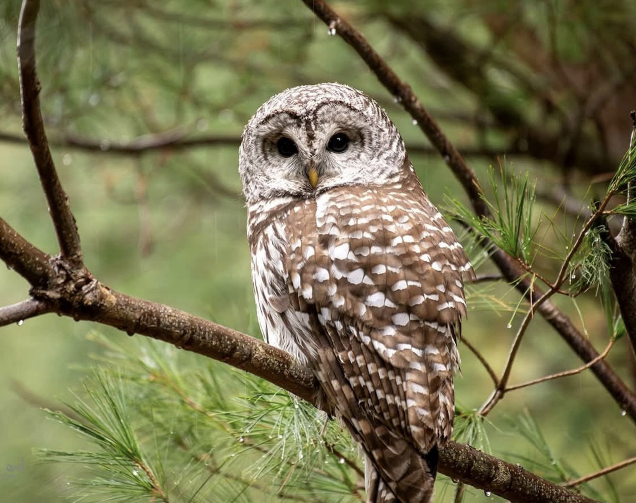 Owls: Their Magic & Mystery FREE PROGRAMS