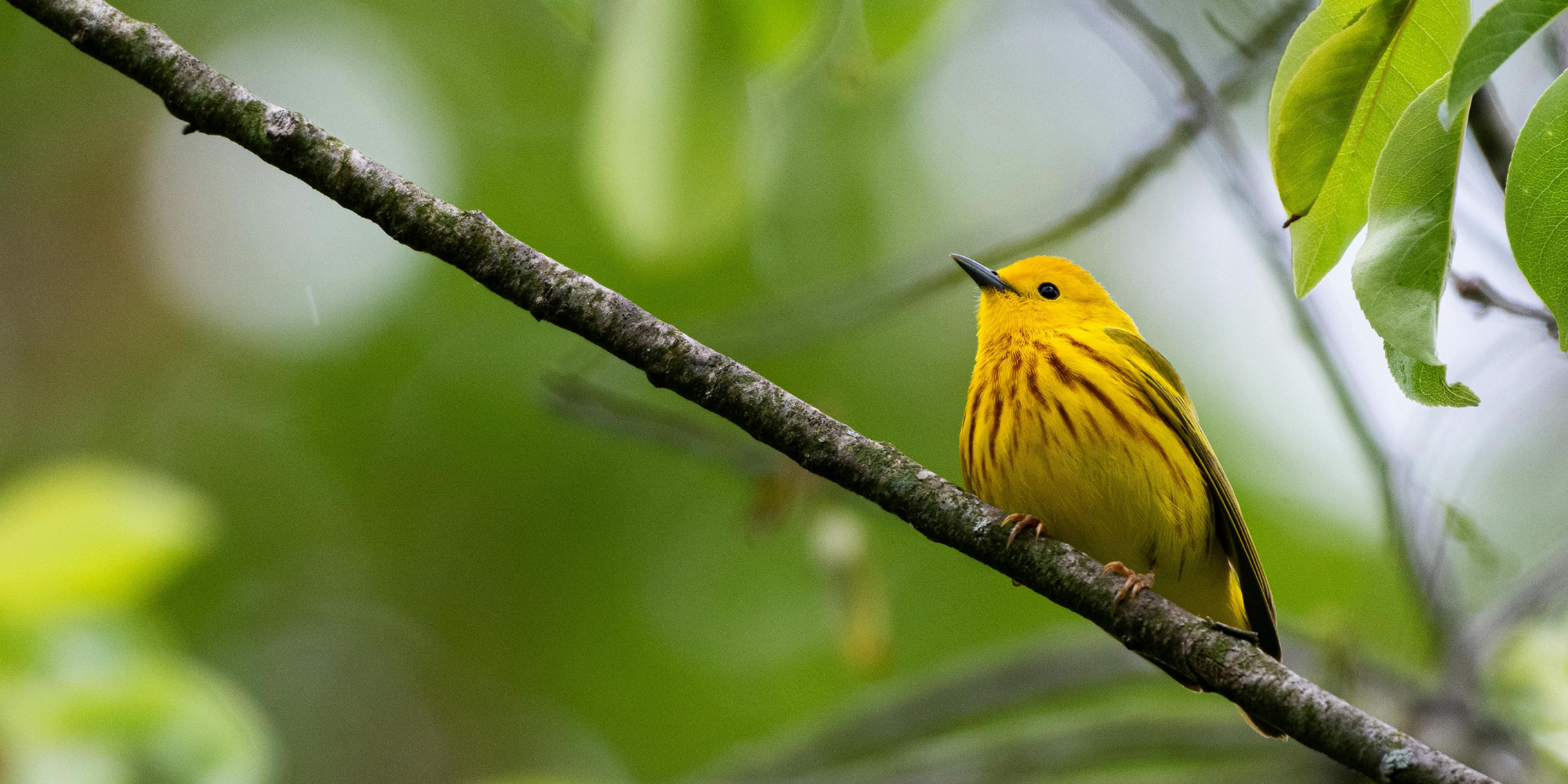 Free Bird Walk at Spiral House Park with Kyle Bardwell