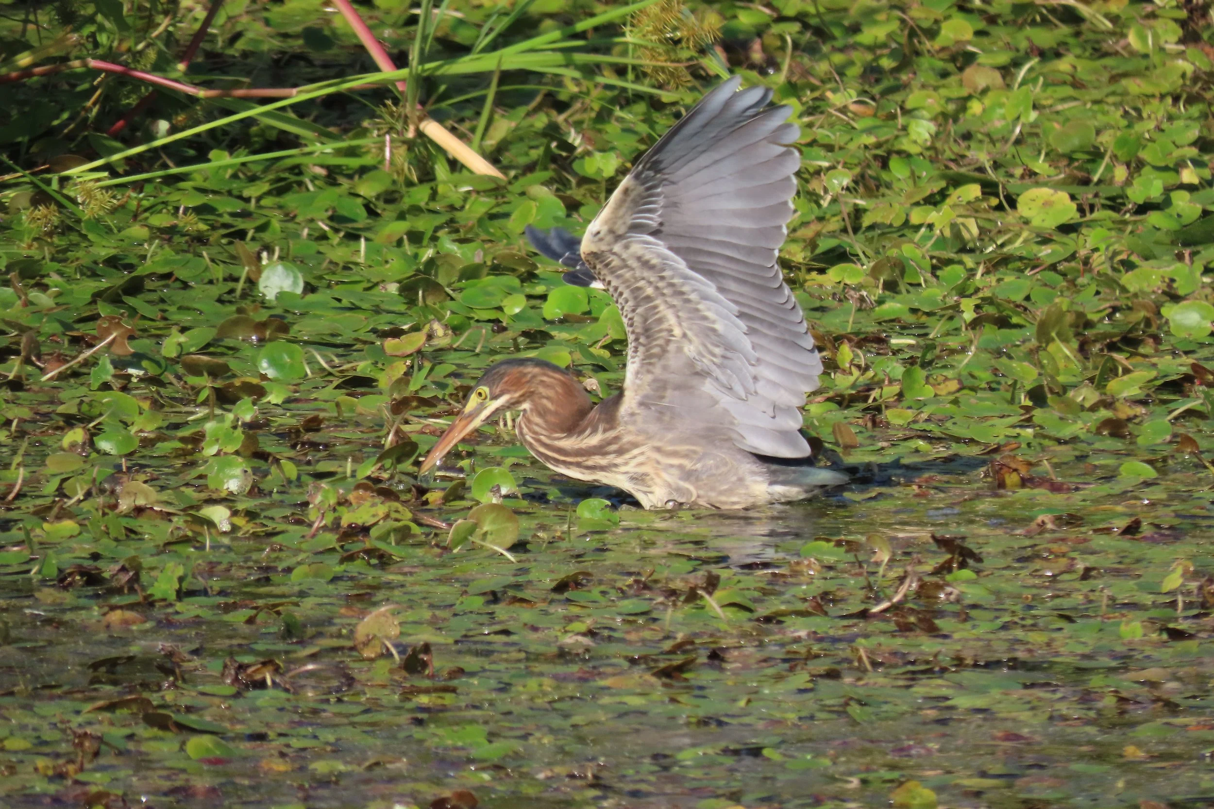 Sept. 12th Bird Walk at Constitution Marsh with Young Birder Arabella