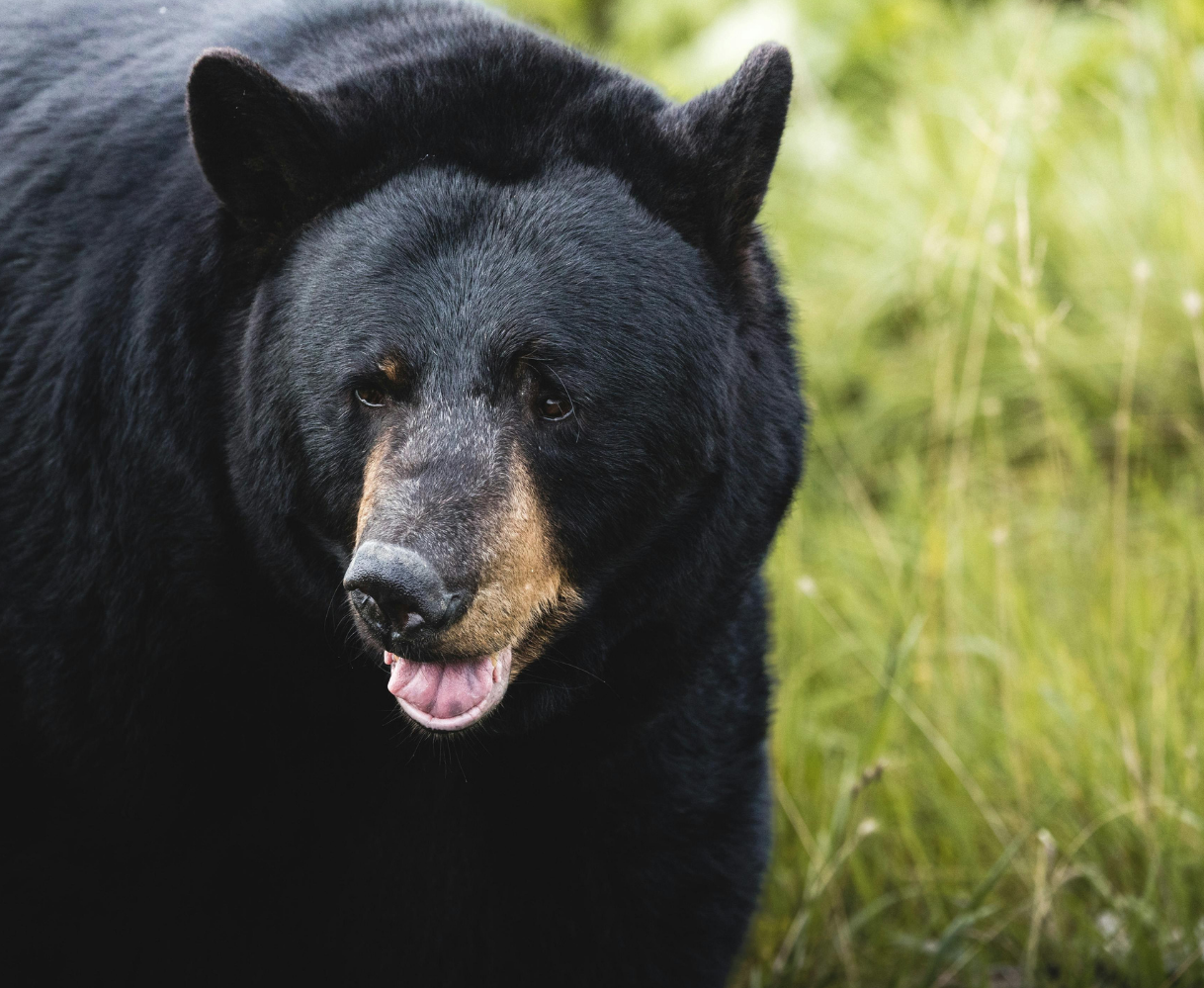 Black Bears: An In-Depth Look