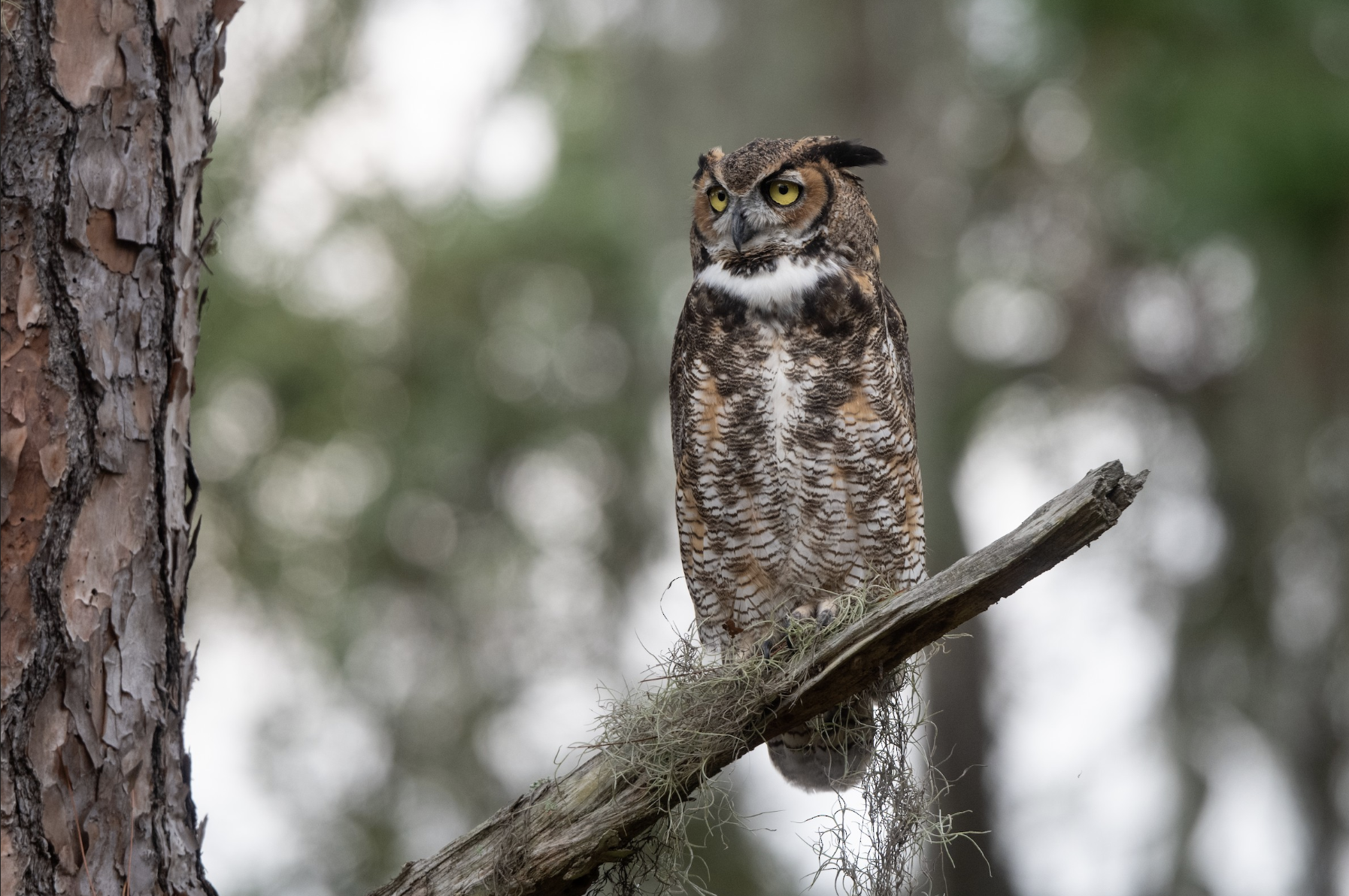 Great-horned Owl Level Membership
