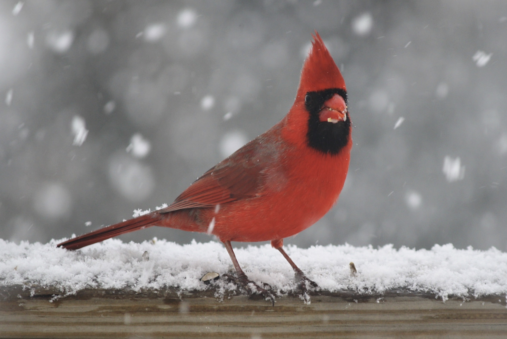 Cardinal Level Membership