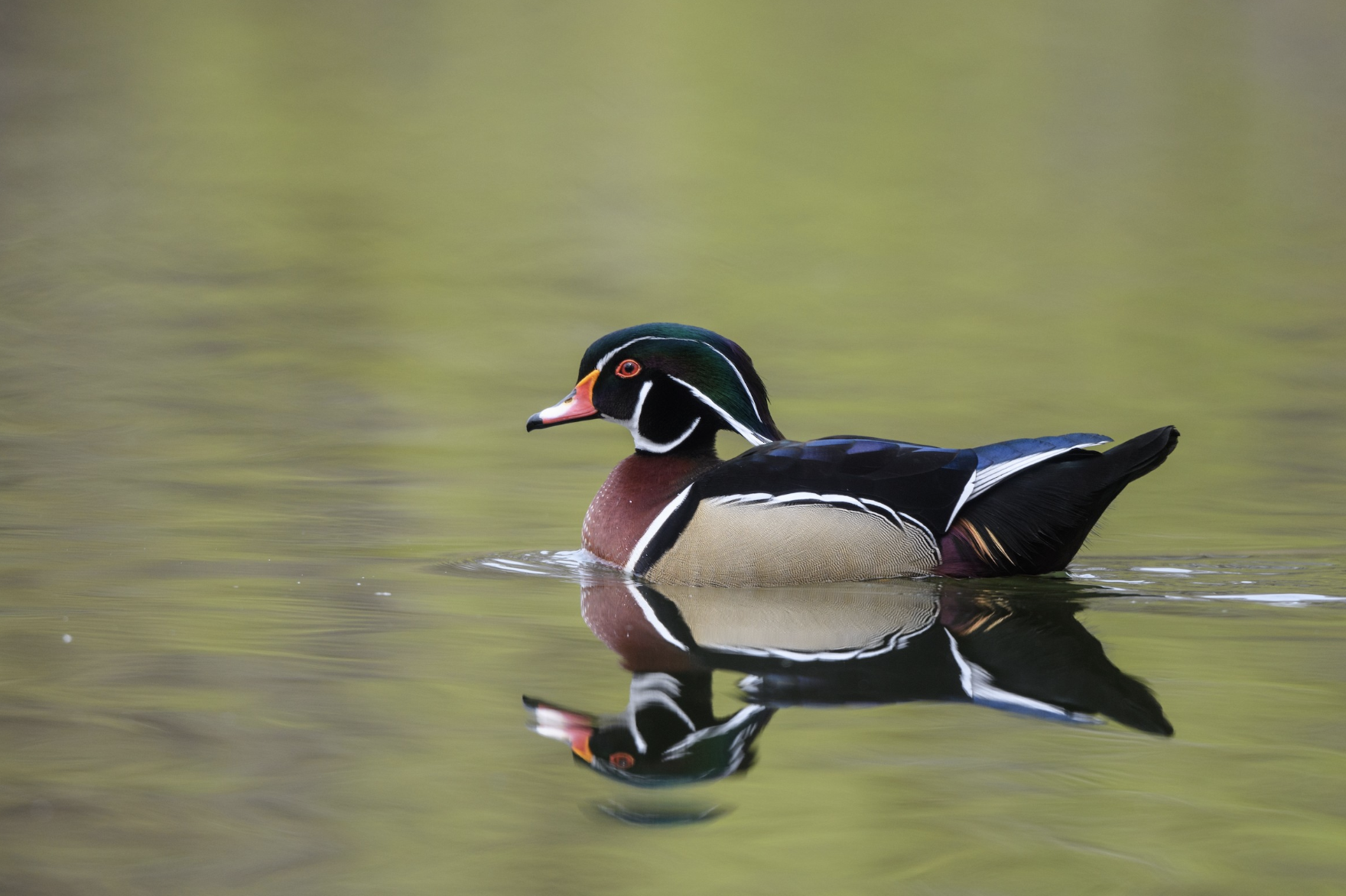 Wood Duck Level Membership
