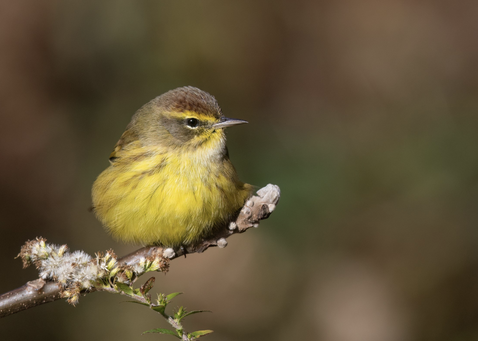 Palm Warbler.png