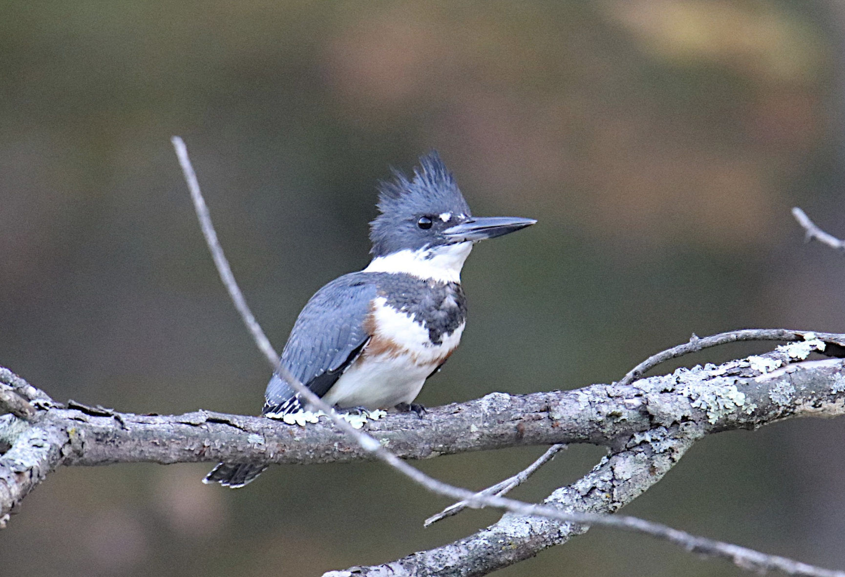 Belted Kingfisher Level Membership