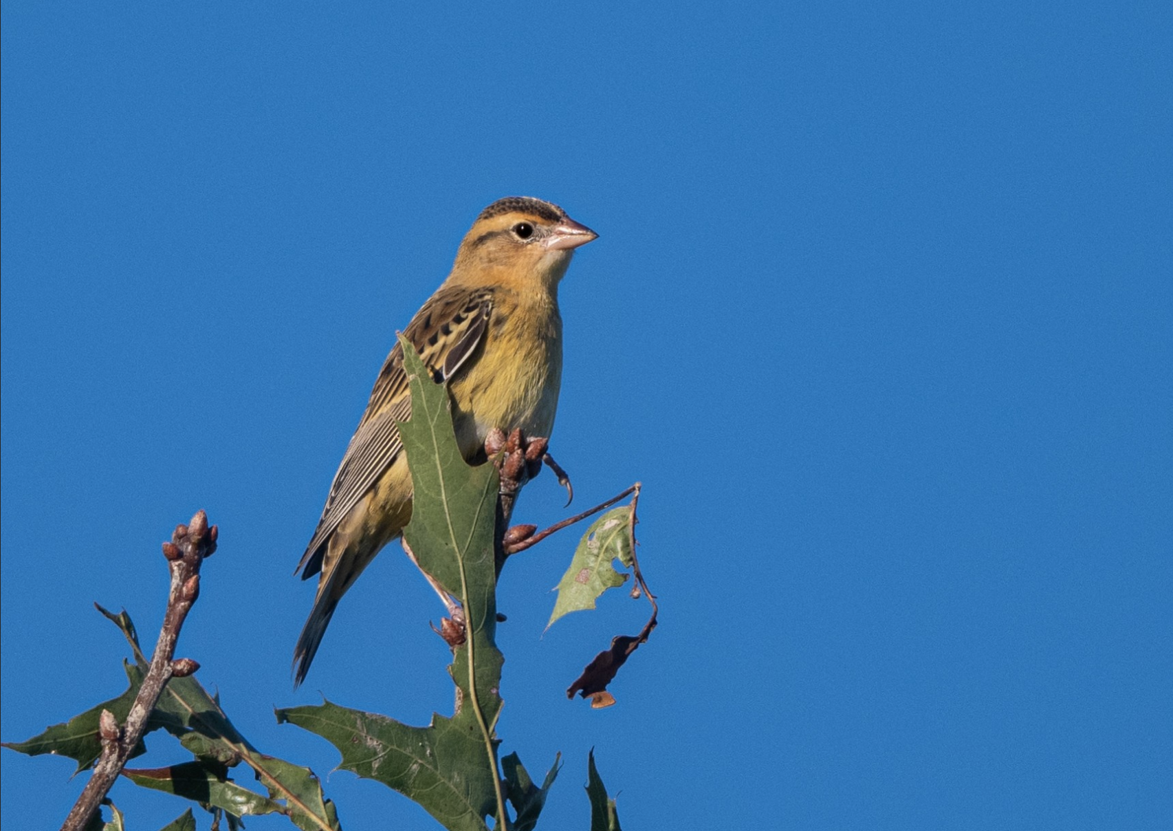 Bobolink.png