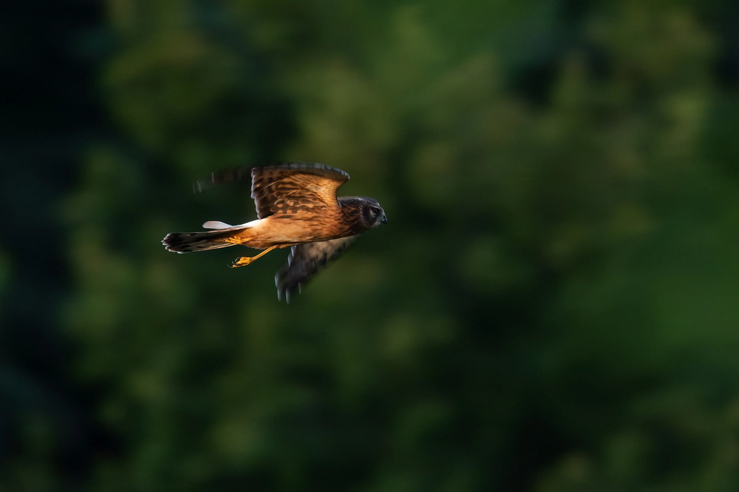 Northern Harrier