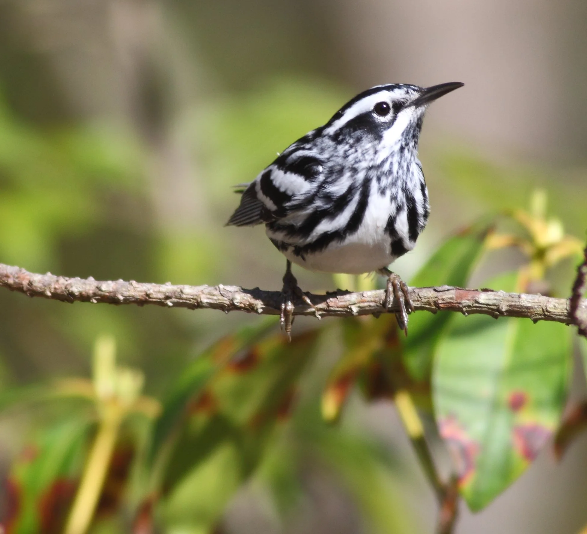 May 2nd Bird Walk at Stonecrop Gardens