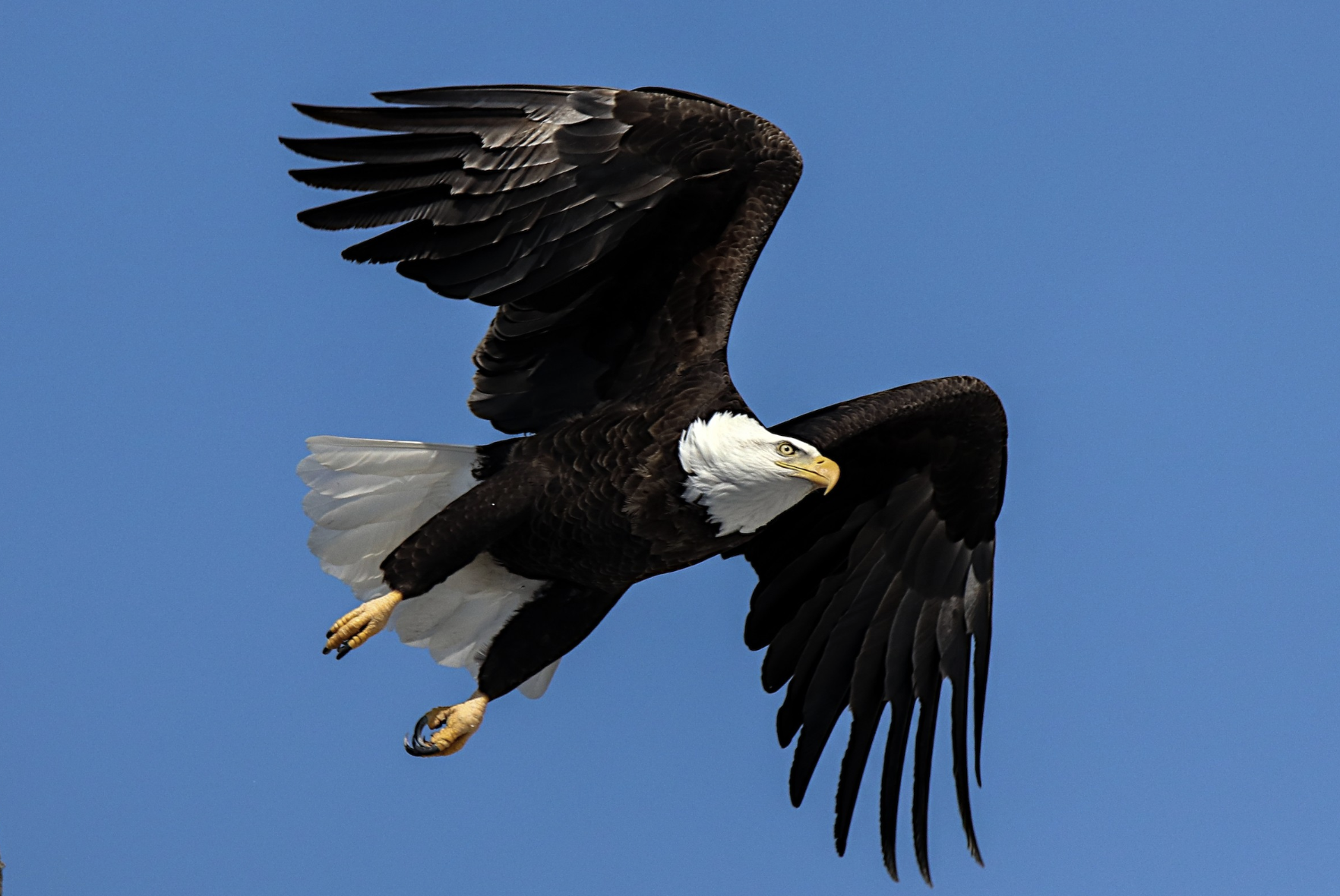 Bald Eagle Level Membership