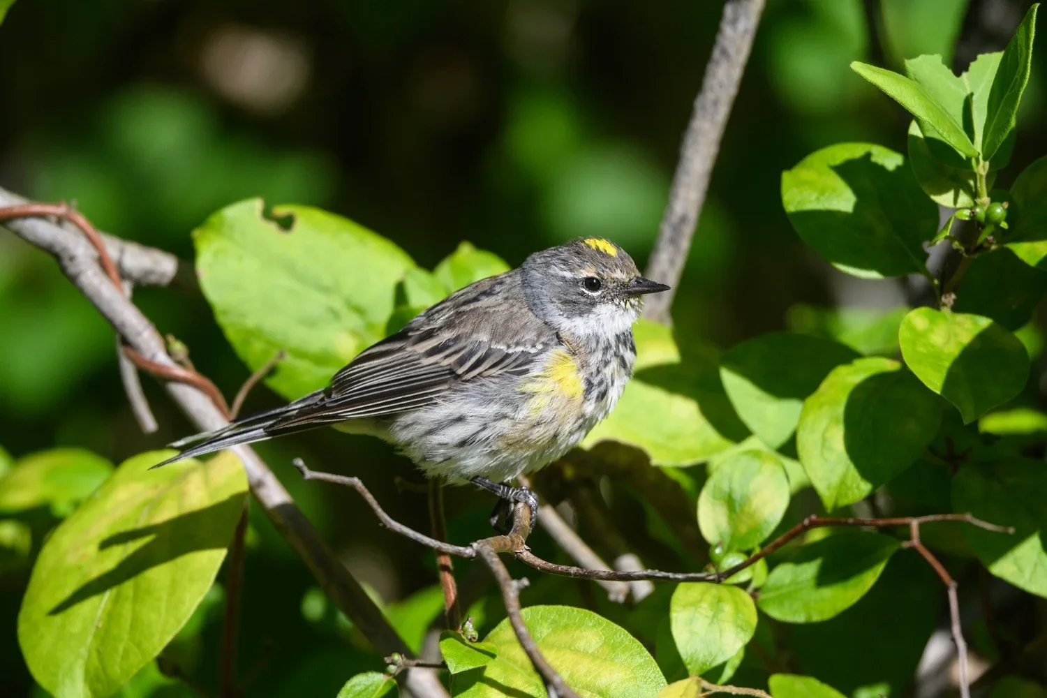 Yellow+Rumped+Warbler-+Steve+Rappaport.webp