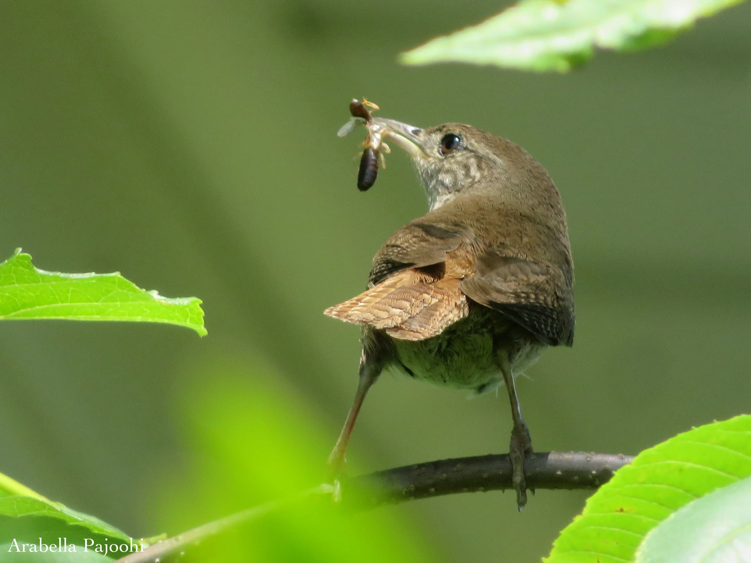 May 16th FREE BIRD WALK at Cary Institute with Arabella P.