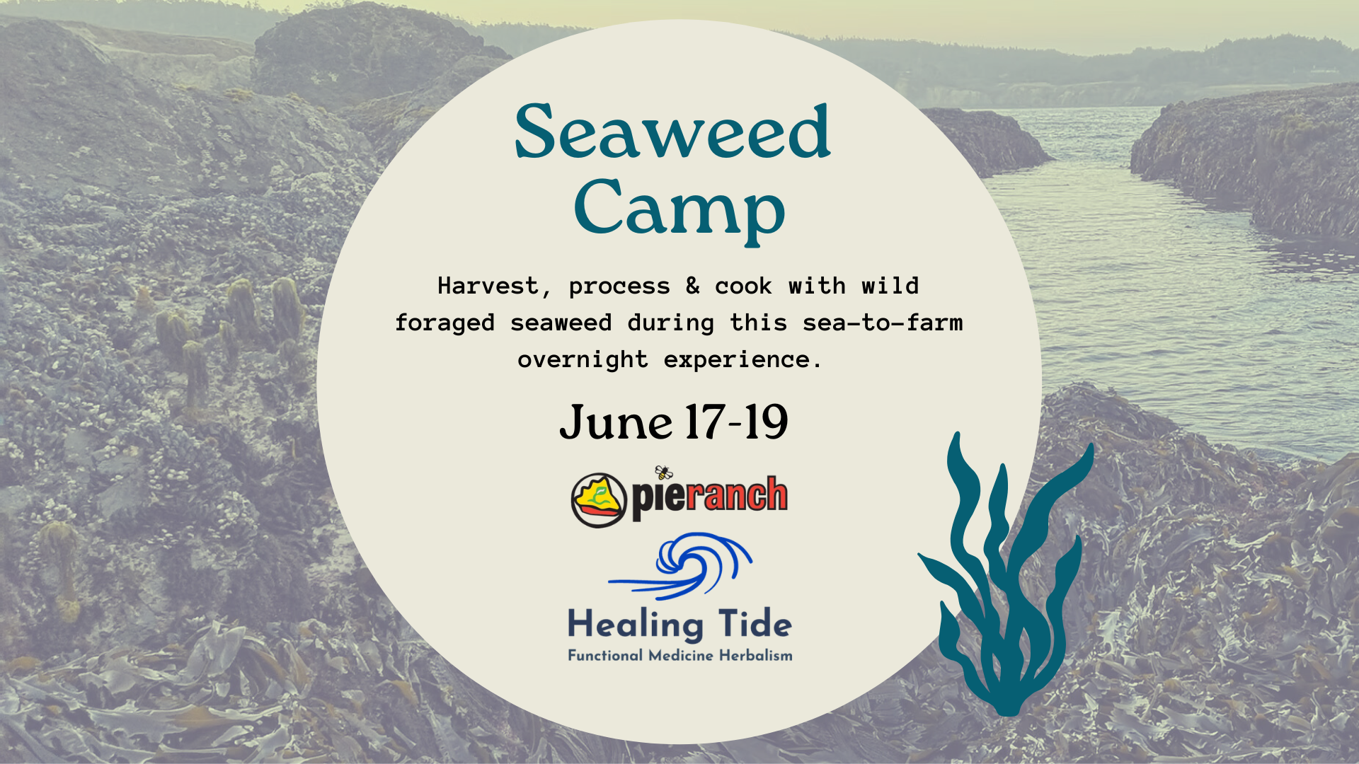 Seaweed Camp