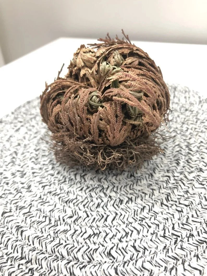 "The Resurrection" cleanse set