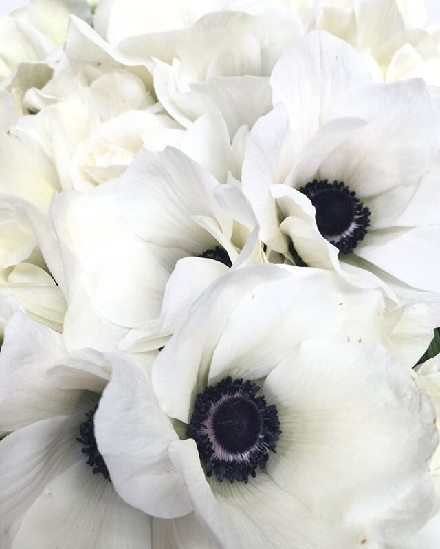 A whiter shade of pale ⠀⠀⠀⠀⠀⠀⠀⠀⠀
⠀⠀⠀⠀⠀⠀⠀⠀⠀
#eventdesign #eventplanner #flowers #anemones
