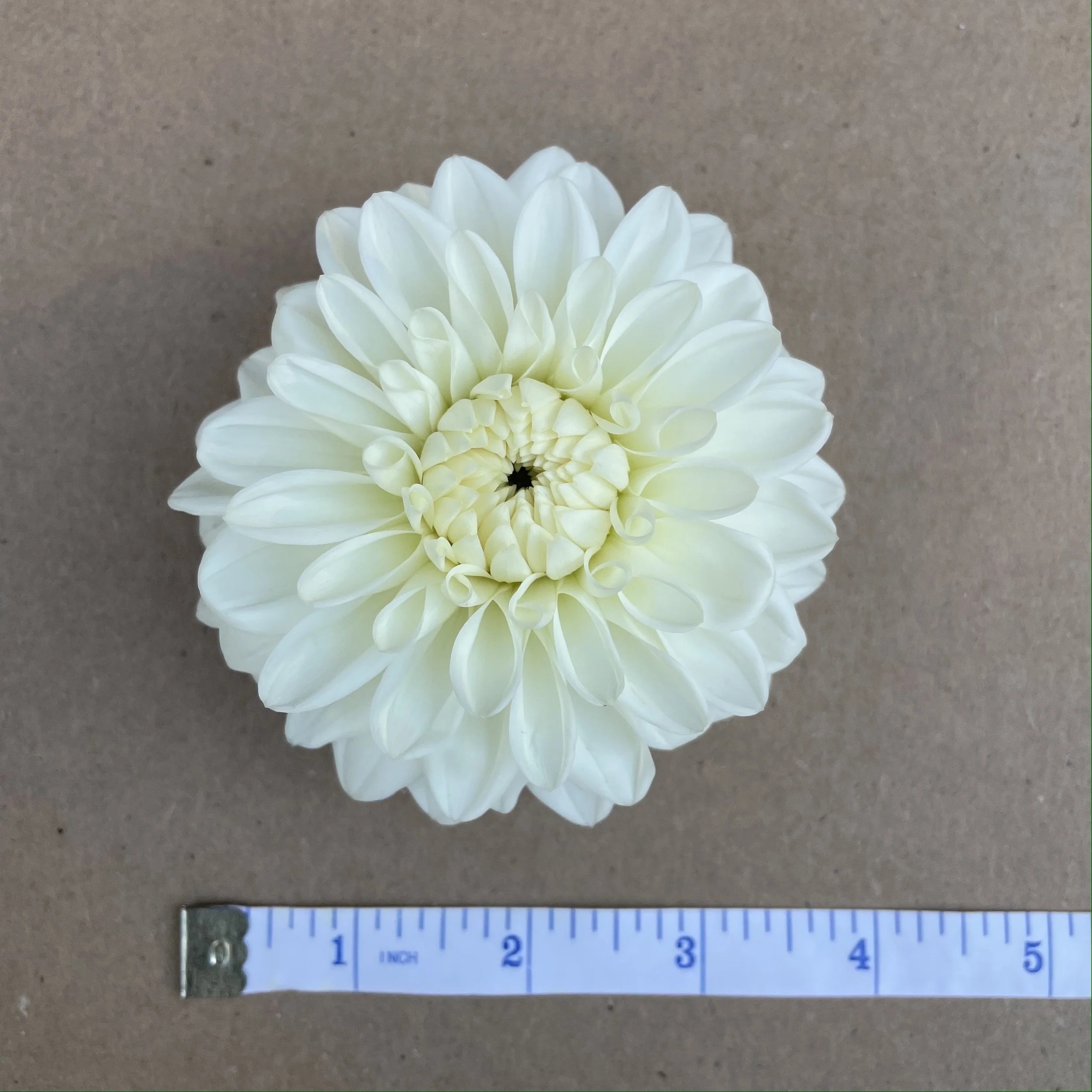Dahlia Tubers — Omniflora Farm