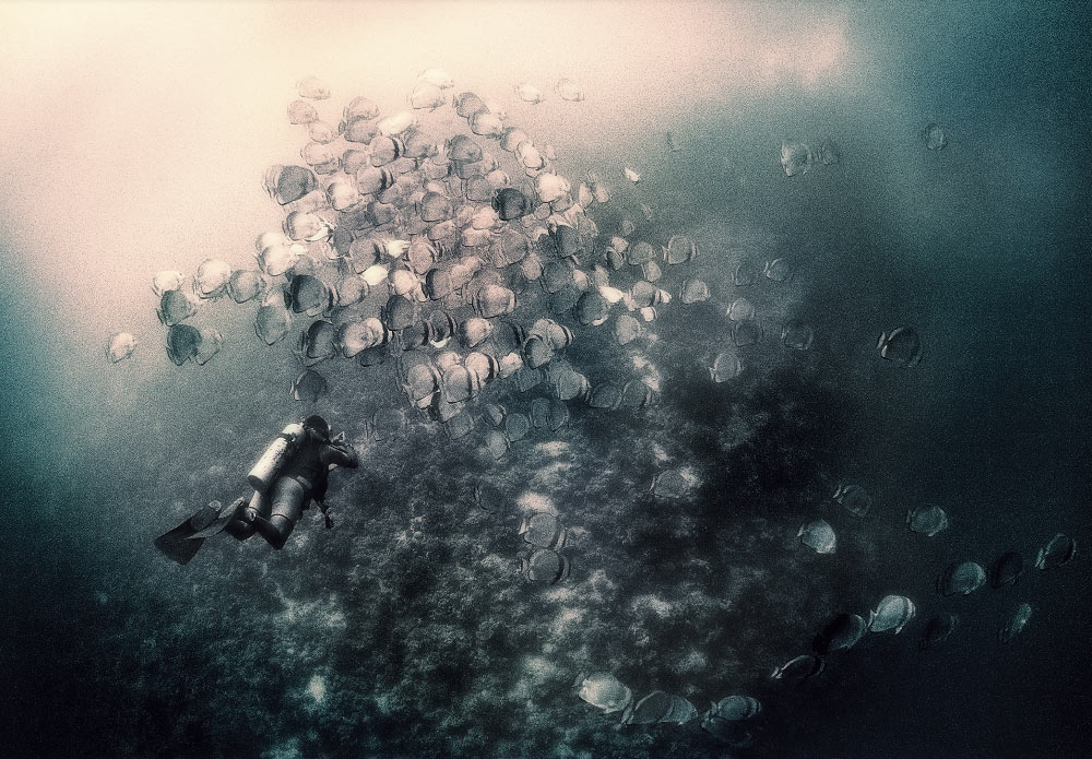 Shoal of Bat Fish, Red Sea