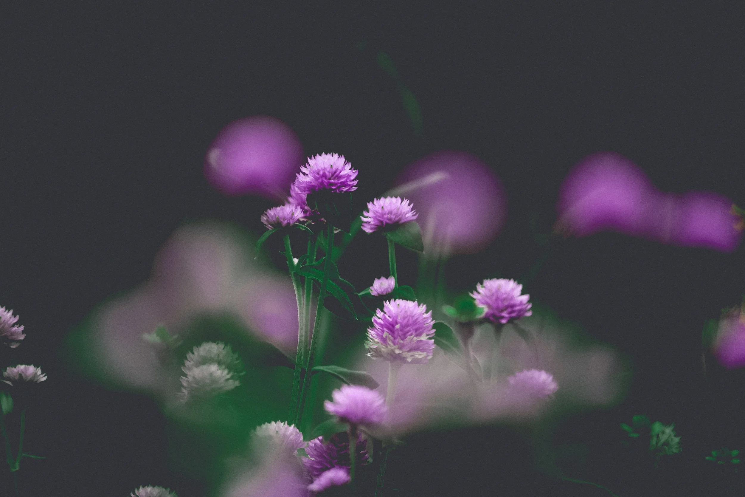 red clover ahmed-zayan-582496-unsplash.jpg