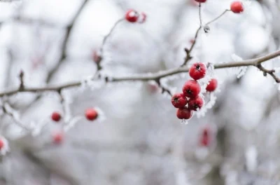 red berries winter.jpeg