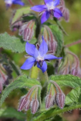 Borage