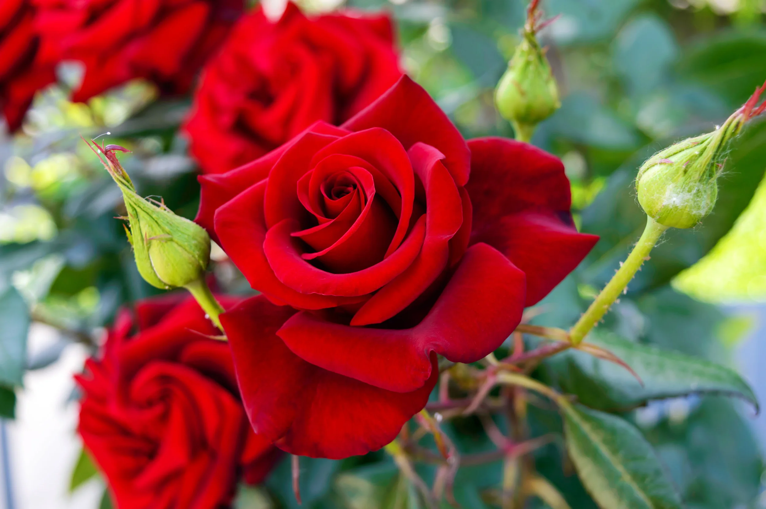 red rose.jpeg
