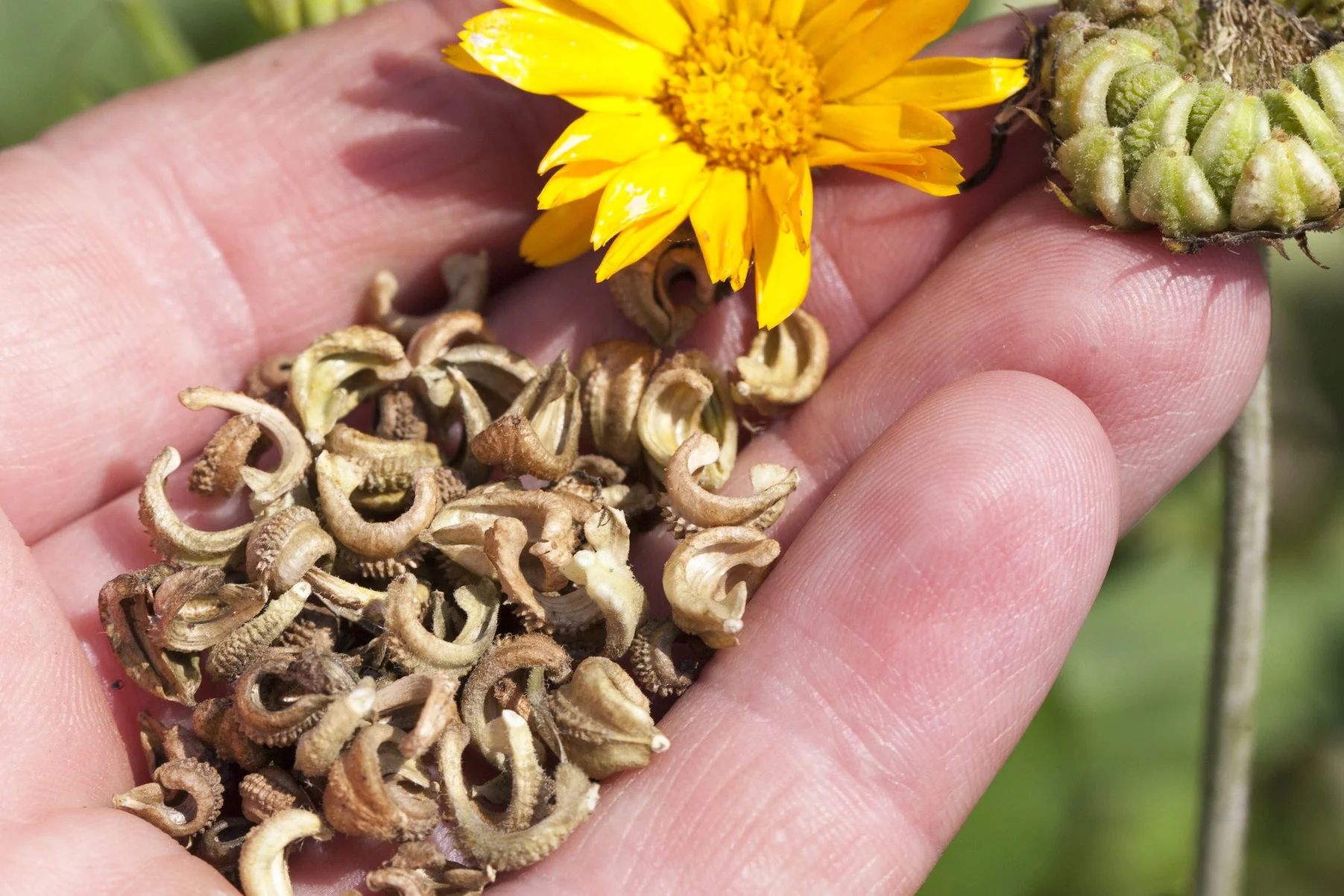 Calendula+seed.jpg