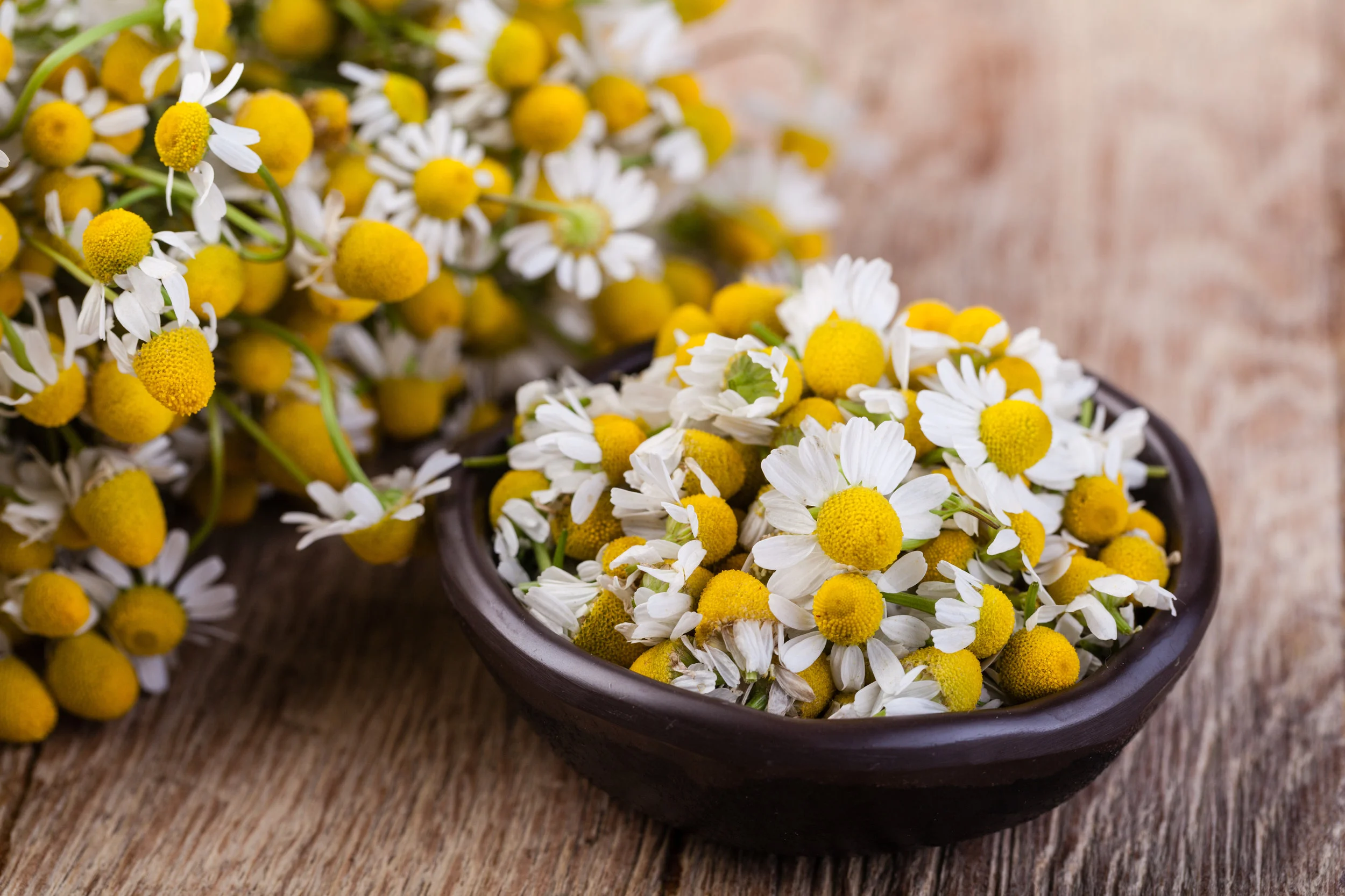 chamomile.jpeg
