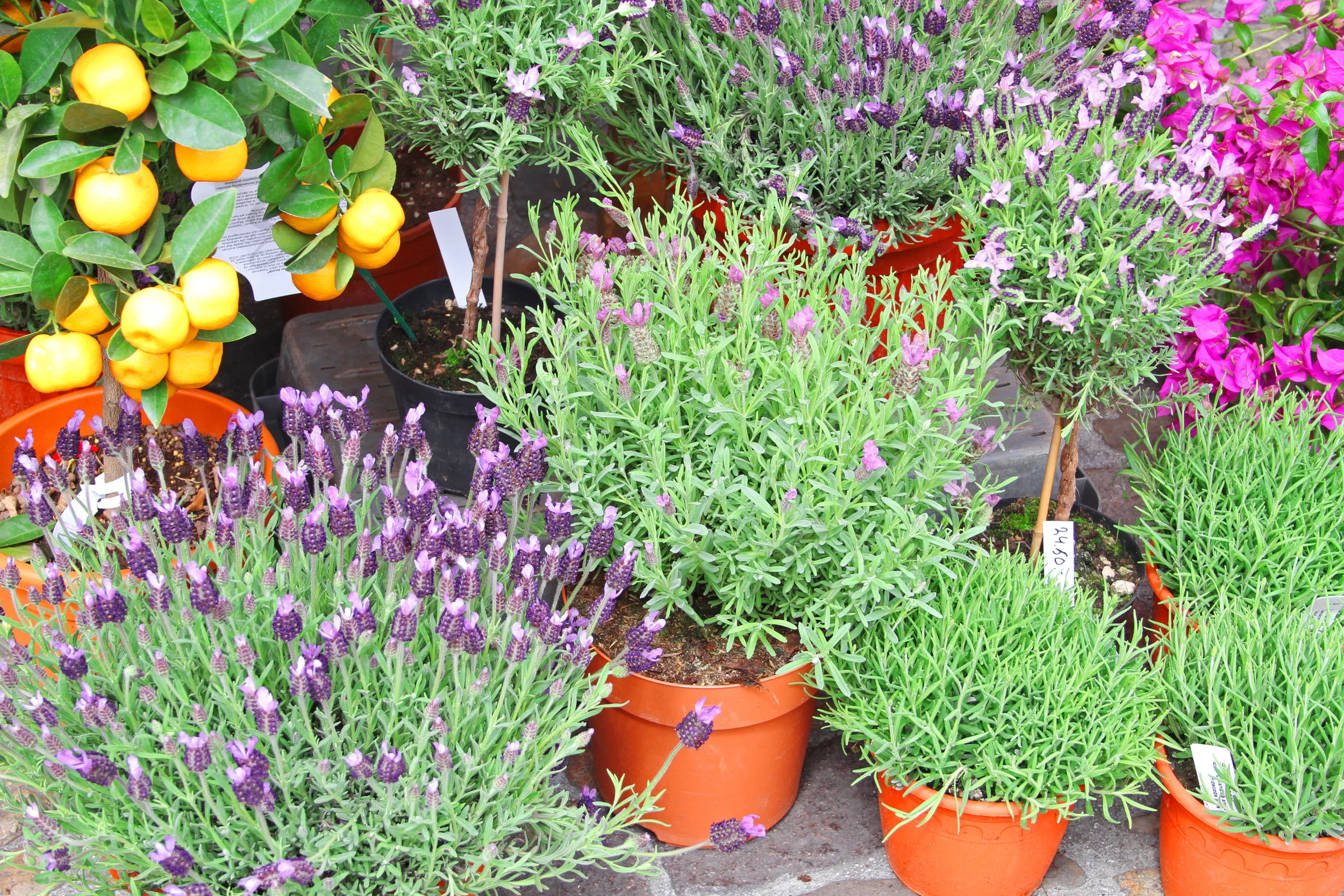 lavender.jpeg