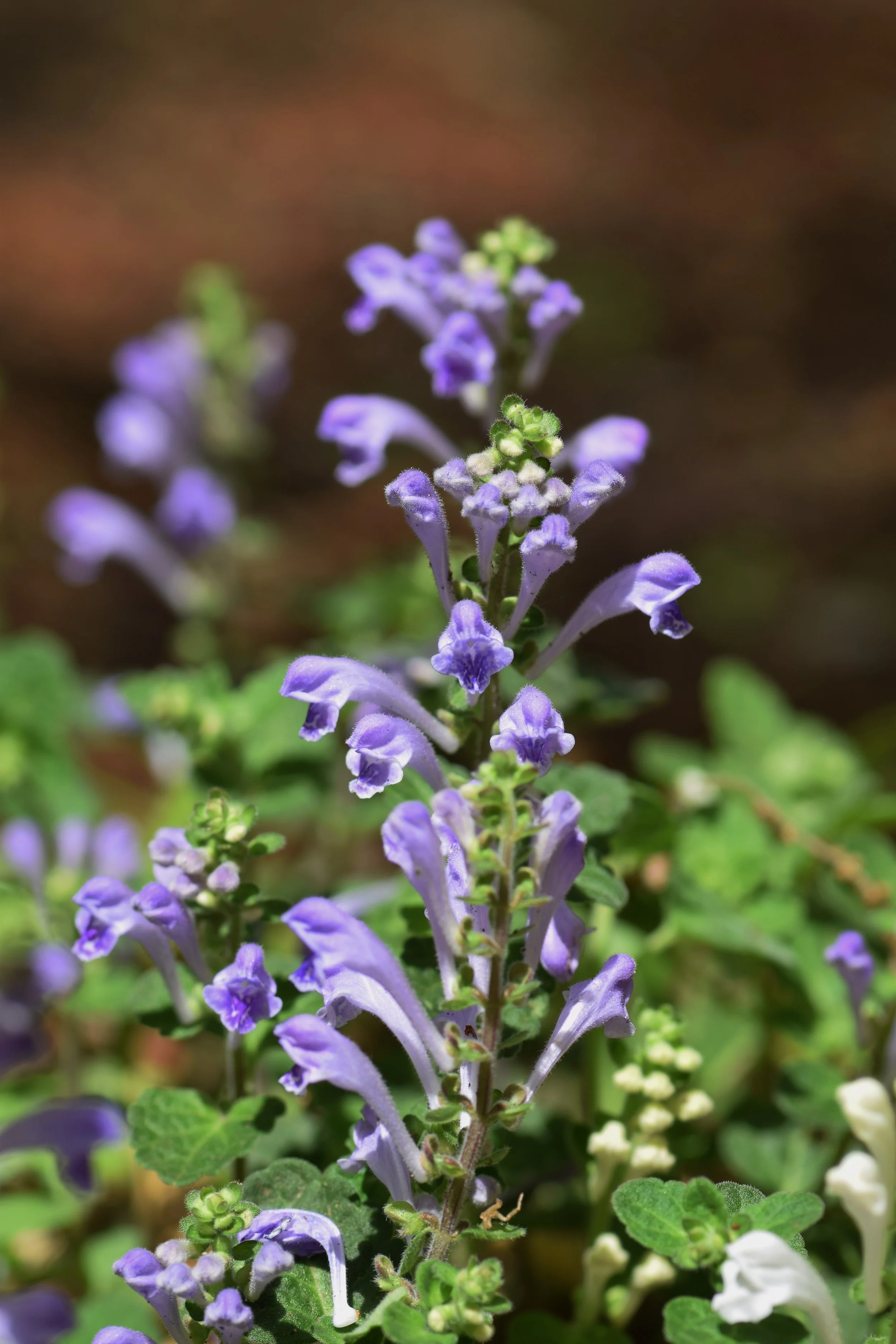 skullcap.jpeg