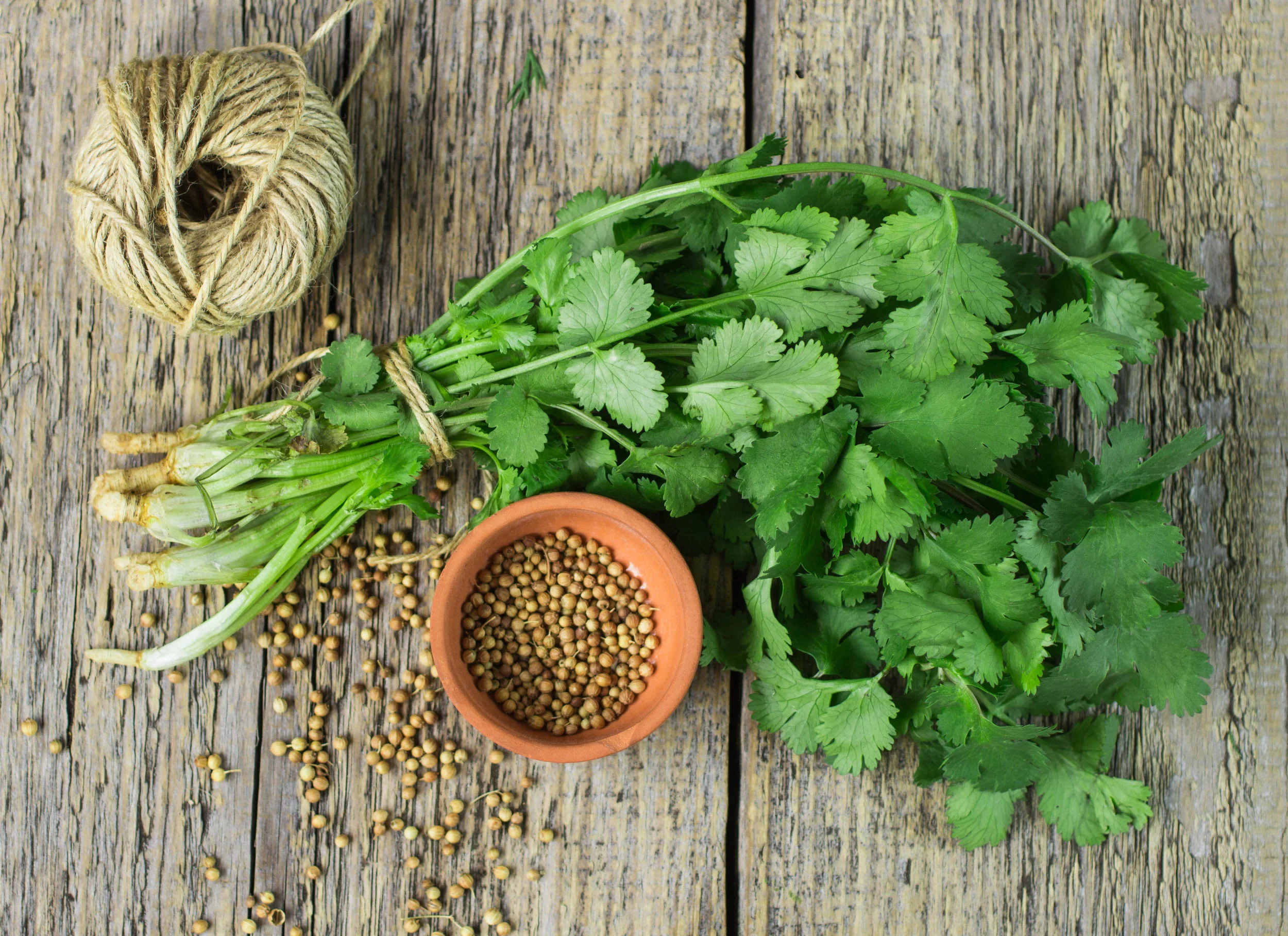 cilantro.jpeg