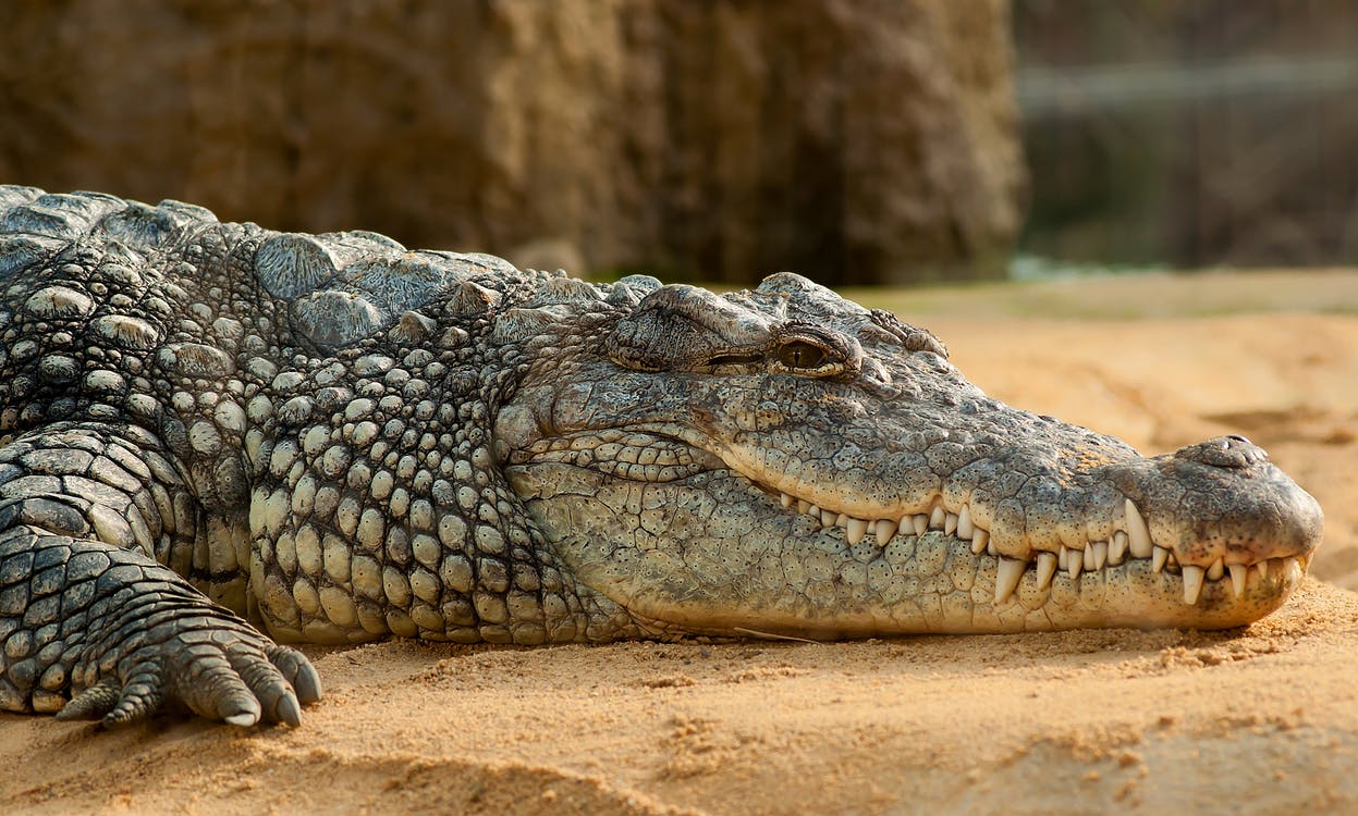 gator.jpeg