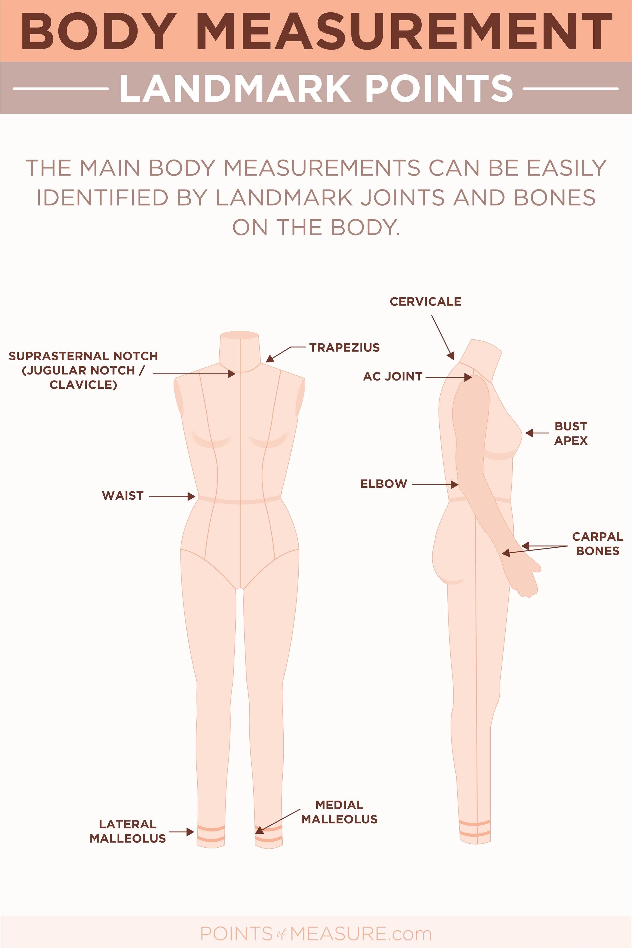 vertical trunk measurement