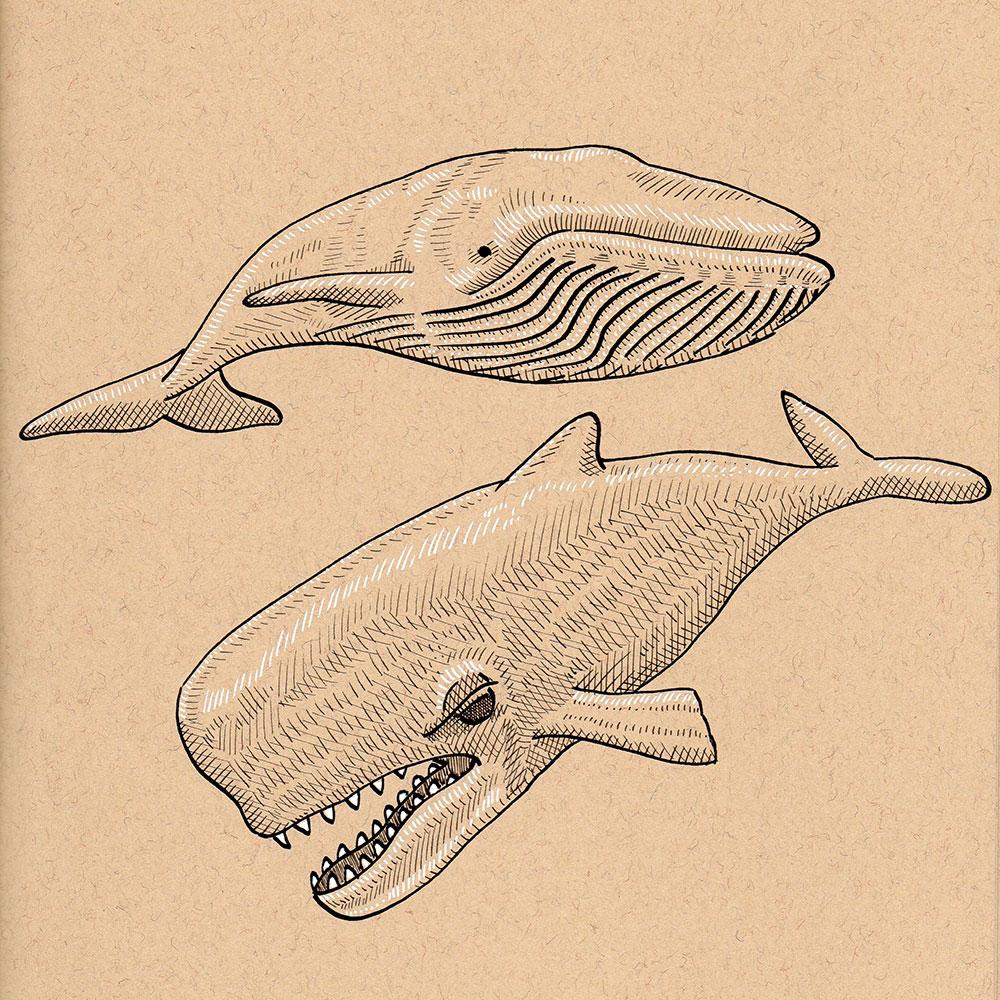 Day 12: Whale