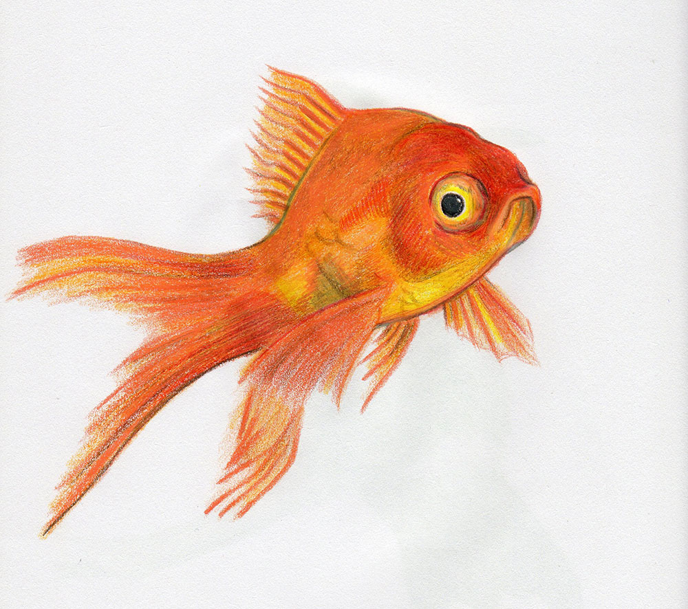 Goldfish